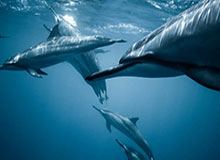 澳门新葡京-痛打铁锤续莫耶斯尴尬纪录 子弟兵争相为蓝军止跌